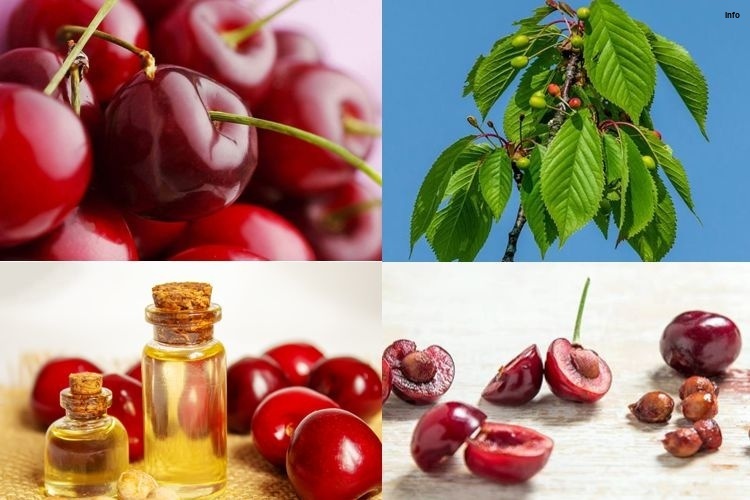 خواص برگ گیلاس در طب سنتی_3