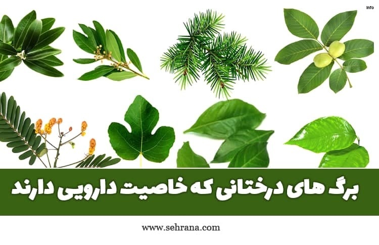 خواص برگ گیلاس در طب سنتی_4