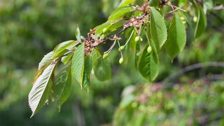 خواص برگ گیلاس در طب سنتی_5