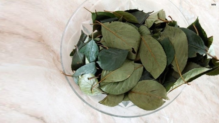 خواص برگ گیلاس در طب سنتی_6