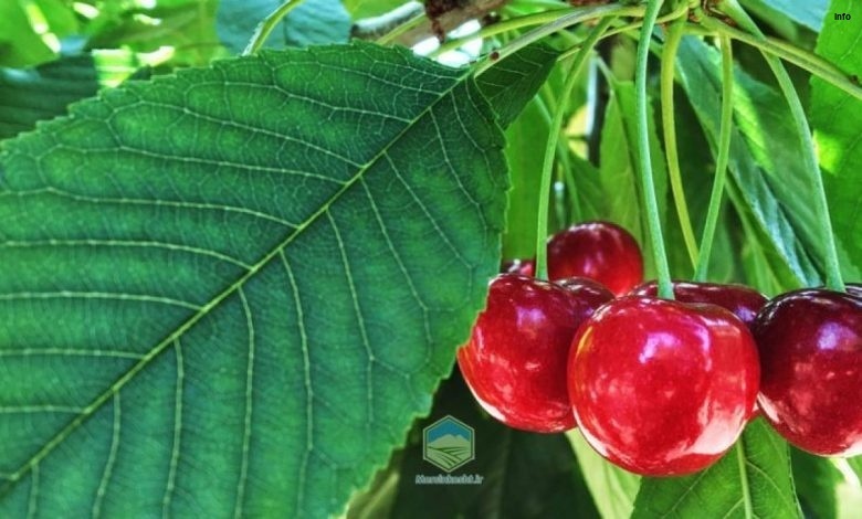 خواص برگ گیلاس در طب سنتی_9