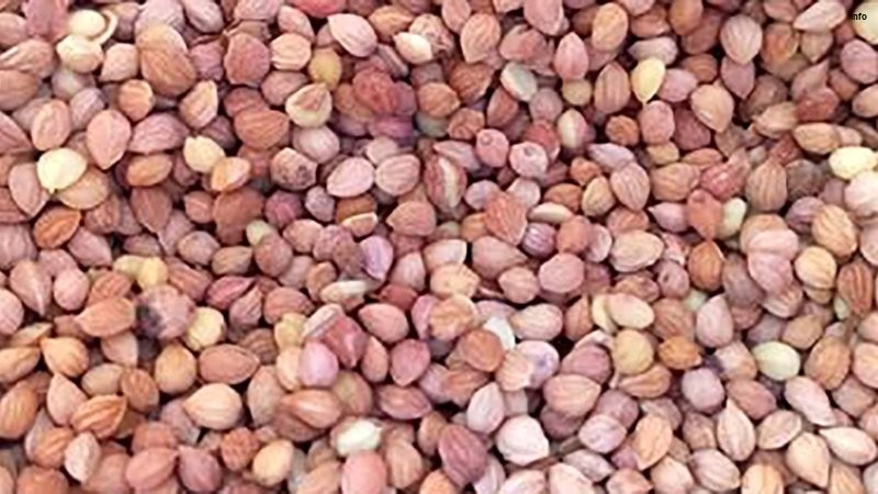 خواص تخم آلبالو_5