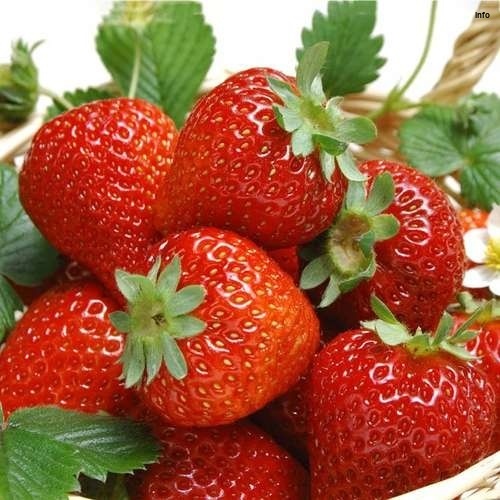 خواص تخم توت فرنگی_9
