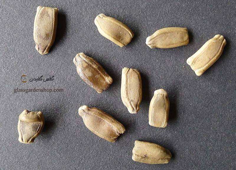 خواص تخمه کدو قلیانی_1