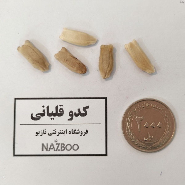 خواص تخمه کدو قلیانی_3