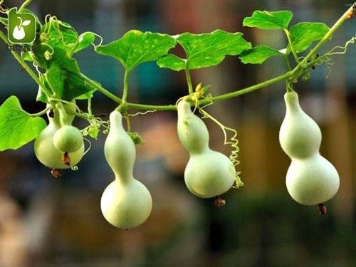 خواص تخمه کدو قلیانی_4