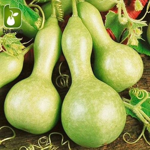 خواص تخمه کدو قلیانی_5