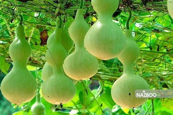 خواص تخمه کدو قلیانی_6