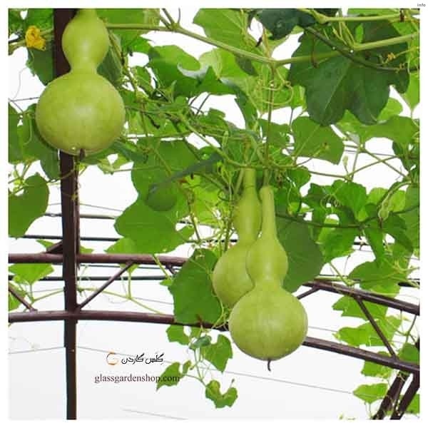 خواص تخمه کدو قلیانی_7
