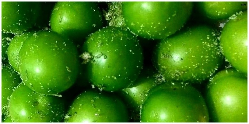 خواص ترشی گوجه سبز_6