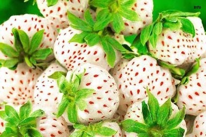 خواص توت فرنگی برای اسهال_3
