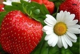 خواص توت فرنگی برای اسهال_5