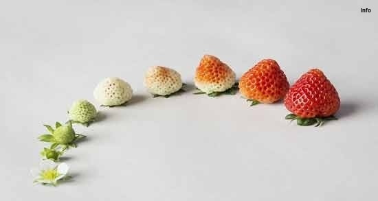 خواص توت فرنگی برای تب_4