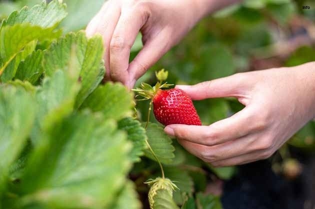 خواص توت فرنگی برای خون_4