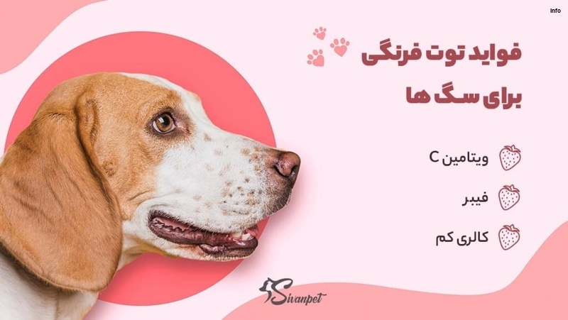 خواص توت فرنگی برای سگ_1