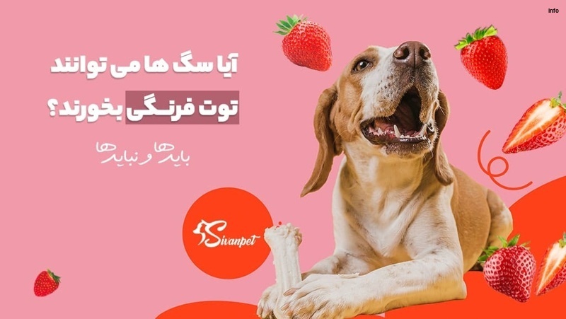 خواص توت فرنگی برای سگ_3