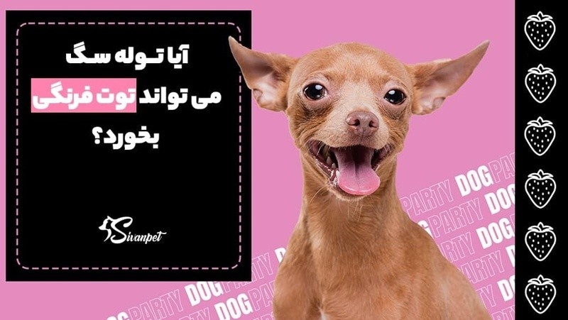 خواص توت فرنگی برای سگ_8