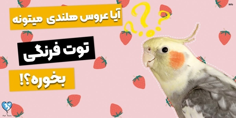 خواص توت فرنگی برای طوطی_1