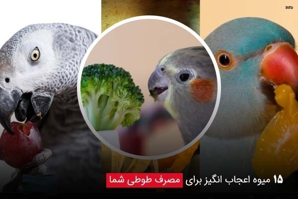 خواص توت فرنگی برای طوطی_2