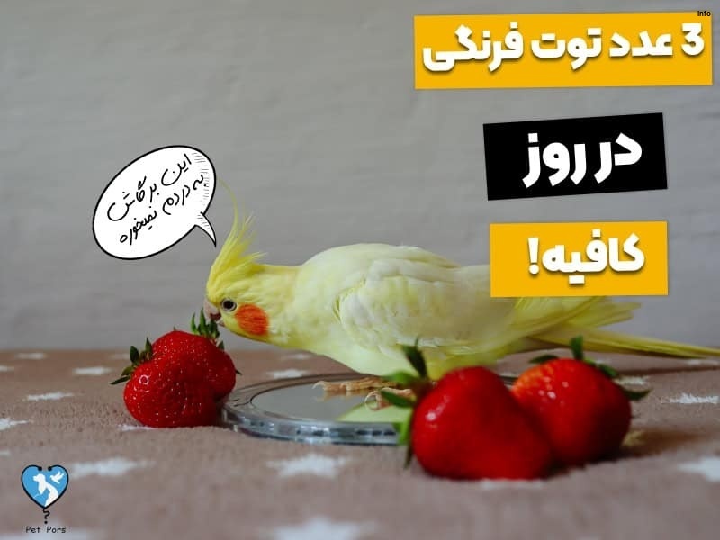 خواص توت فرنگی برای طوطی_3