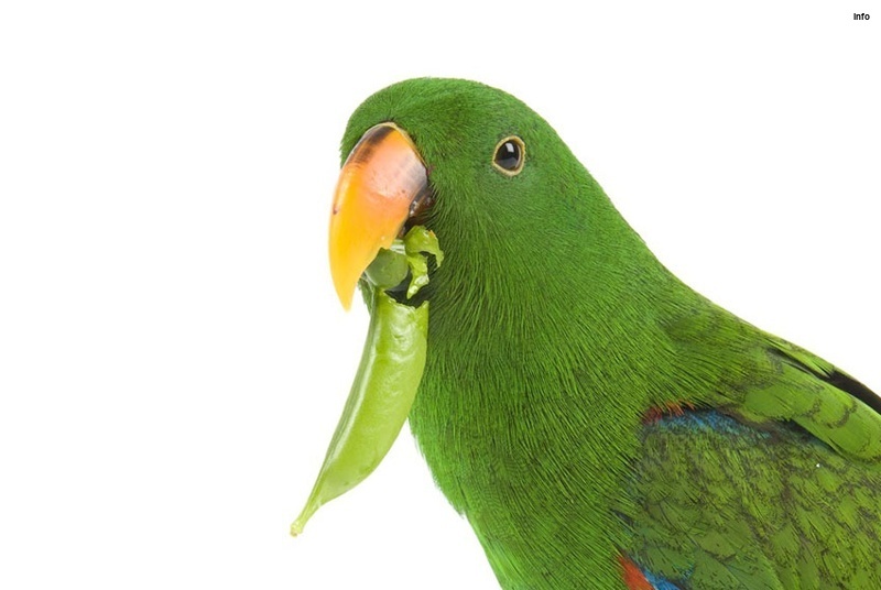 خواص توت فرنگی برای طوطی_4
