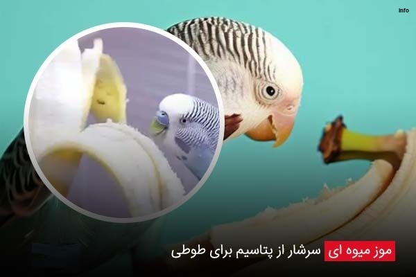 خواص توت فرنگی برای طوطی_5