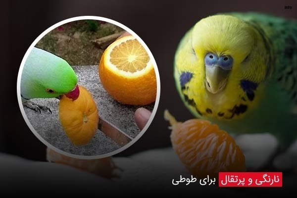 خواص توت فرنگی برای طوطی_6