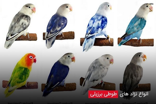 خواص توت فرنگی برای طوطی_9