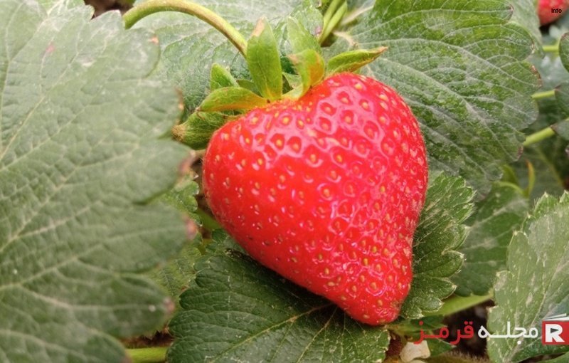 خواص توت فرنگی برای قند_9