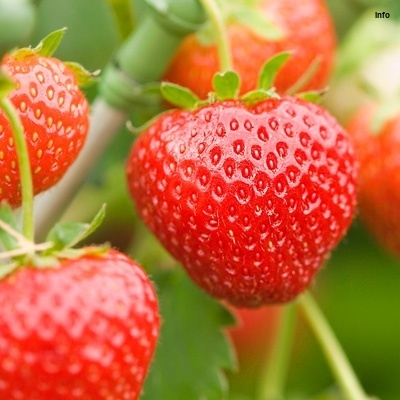 خواص توت فرنگی برای مادران شیرده_10