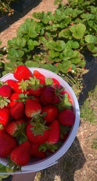 خواص توت فرنگی برای پسردار شدن_8