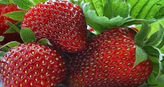 خواص توت فرنگی برای پسرزایی_5
