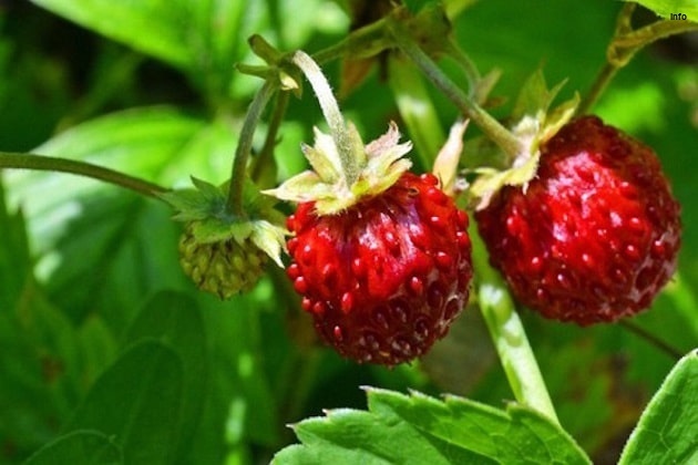 خواص توت فرنگی برای کبد چرب_4