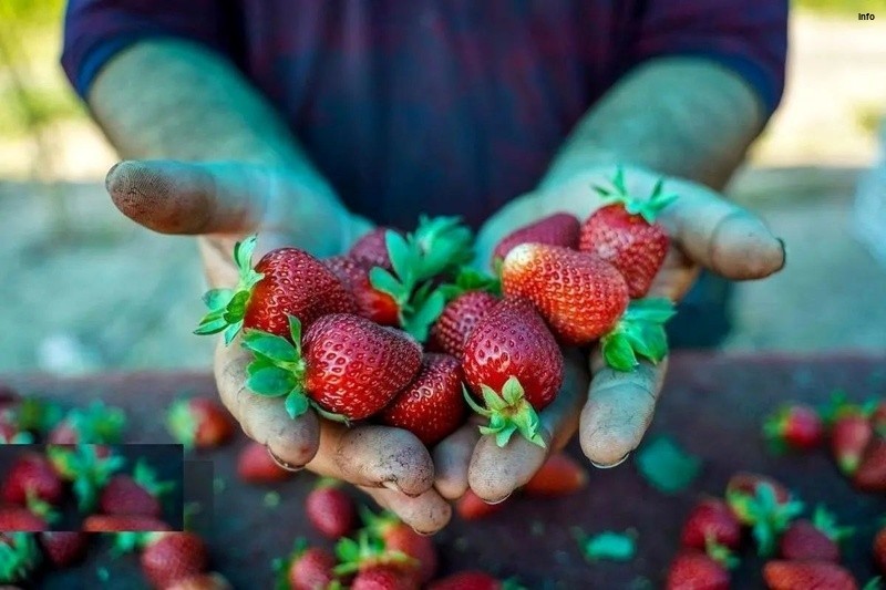 خواص توت فرنگی برای کبد چرب_8