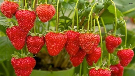 خواص توت فرنگی برای یبوست_3
