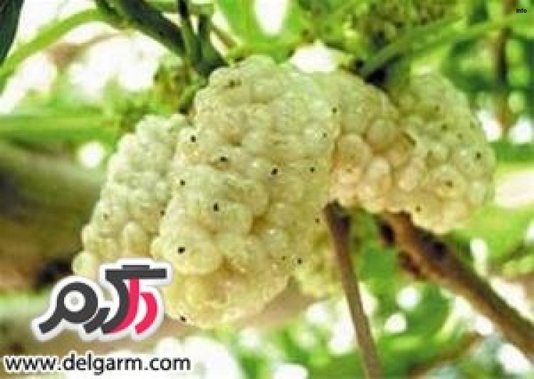 خواص توت فرنگی به زبان عربی_8