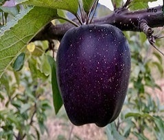خواص توت فرنگی به زبان عربی_6