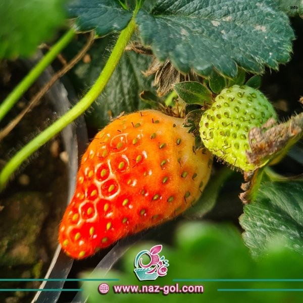 خواص توت فرنگی بوته ای_10