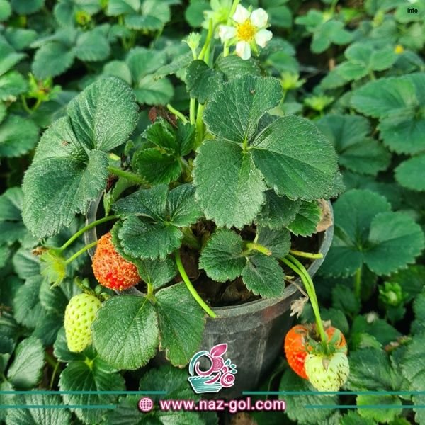 خواص توت فرنگی بوته ای_2