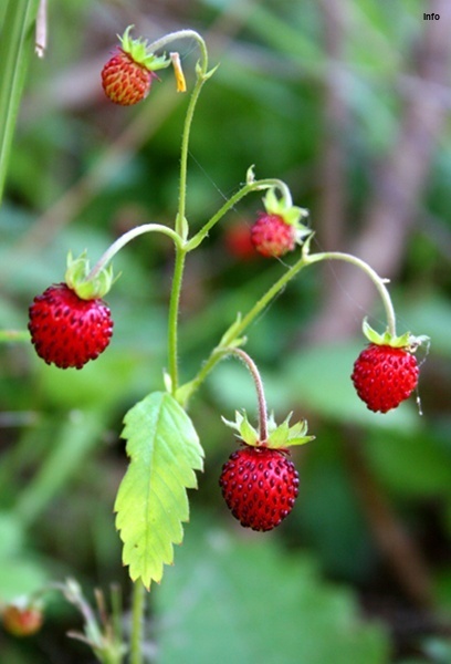 خواص توت فرنگی بوته ای_3
