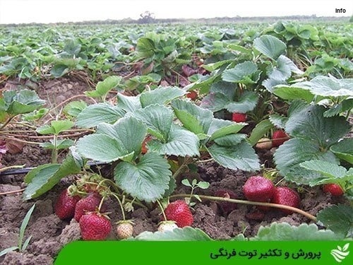 خواص توت فرنگی بوته ای_4