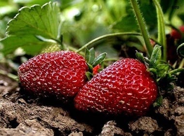 خواص توت فرنگی در رابطه زناشویی_8