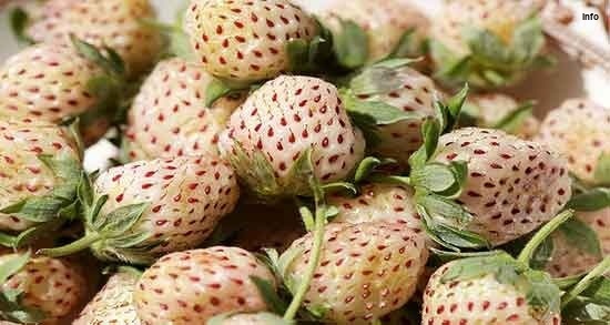خواص توت فرنگی در شیردهی_1
