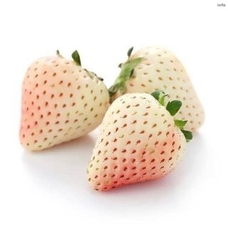 خواص توت فرنگی سفید_2