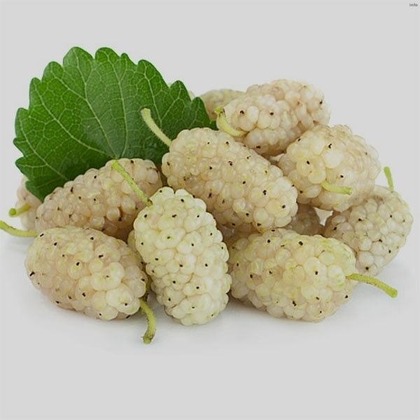 خواص توت فرنگی سفید_7