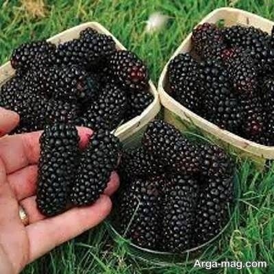 خواص توت فرنگی سیاه_3