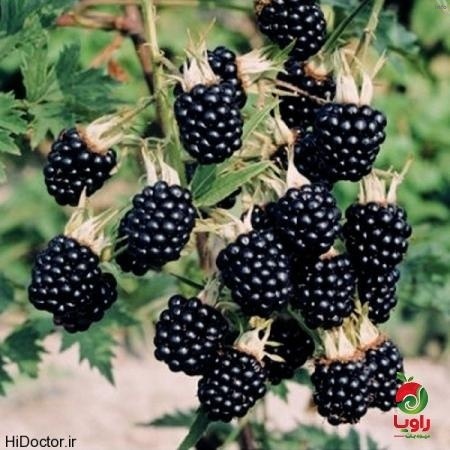 خواص توت فرنگی سیاه_4
