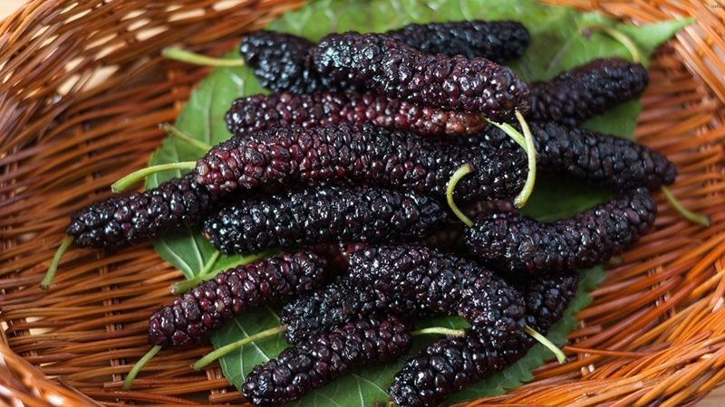 خواص توت فرنگی سیاه_7
