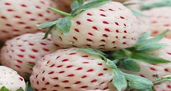 خواص توت فرنگی قبل از خواب_8