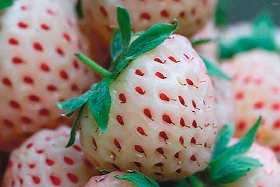 خواص توت فرنگی نارس_1
